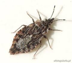 Attēlu rezultāti vaicājumam “Aradus betulae”