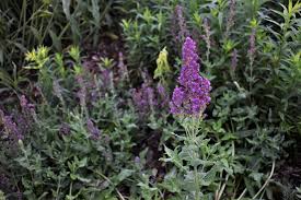 Attēlu rezultāti vaicājumam “Acer pseudoplatanus fo. purpurascens flower”