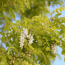 Attēlu rezultāti vaicājumam “Robinia pseudoacacia flower”