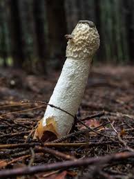 Attēlu rezultāti vaicājumam “Phallus impudicus”