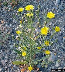 Attēlu rezultāti vaicājumam “Crepis tectorum”
