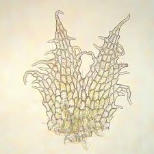 Attēlu rezultāti vaicājumam “Cephaloziella elachista”