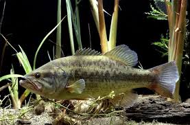 Image result for Micropterus salmoides