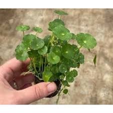 Attēlu rezultāti vaicājumam “Hydrocotyle vulgaris”