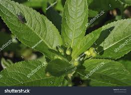 Attēlu rezultāti vaicājumam “Mercurialis perennis bud”