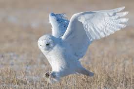Image result for Bubo scandiacus