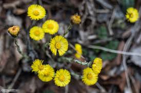 Attēlu rezultāti vaicājumam “Tussilago farfara flower”