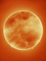 Attēlu rezultāti vaicājumam “Badhamiopsis praetermissa”