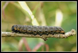 Attēlu rezultāti vaicājumam “Cucullia umbratica”