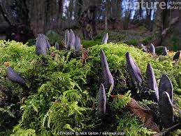 Attēlu rezultāti vaicājumam “Xylaria longipes”