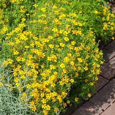Attēlu rezultāti vaicājumam “Tagetes”
