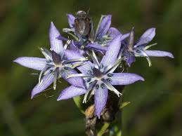 Attēlu rezultāti vaicājumam “Swertia perennis flower”