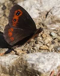 Attēlu rezultāti vaicājumam “Erebia aethiops”