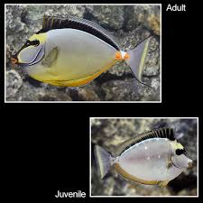 Image result for Naso lituratus