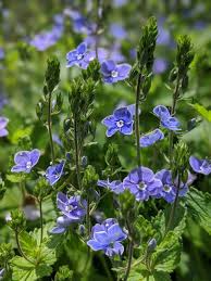 Attēlu rezultāti vaicājumam “Plantaginaceae”