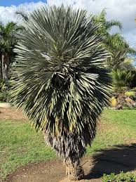 Attēlu rezultāti vaicājumam “Badhamiopsis praetermissa”