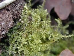 Attēlu rezultāti vaicājumam “Eurhynchium hians”