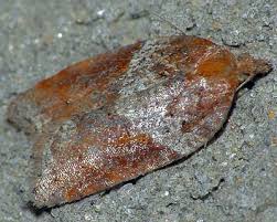 Attēlu rezultāti vaicājumam “Acleris laterana”