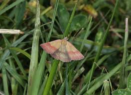 Attēlu rezultāti vaicājumam “Phytometra viridaria”