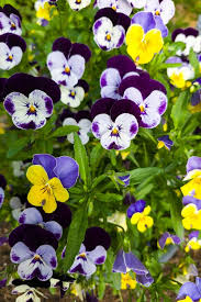 Image result for Veilchen