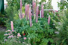 Image result for Lupinen