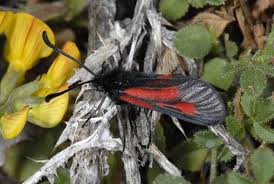 Attēlu rezultāti vaicājumam “Zygaena minos”