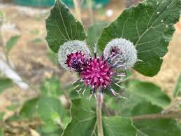 Attēlu rezultāti vaicājumam “Arctium tomentosum flower”