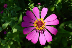 Image result for Zinnia elegans