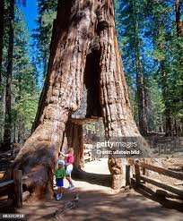 Image result for Mammutbaum