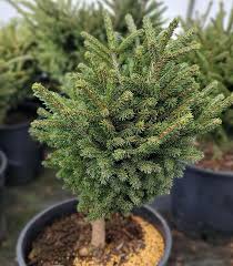 Attēlu rezultāti vaicājumam “Picea orientalis”