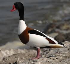 Attēlu rezultāti vaicājumam “Tadorna tadorna male”