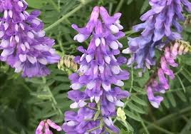 Attēlu rezultāti vaicājumam “Vicia cracca”