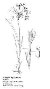 Attēlu rezultāti vaicājumam “Scirpus sylvaticus fruit”