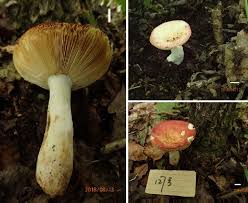 Attēlu rezultāti vaicājumam “Russulales”