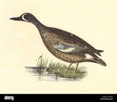 Image result for Anas discors