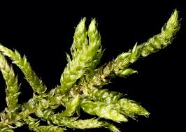 Attēlu rezultāti vaicājumam “Homomallium incurvatum”