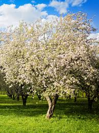 Attēlu rezultāti vaicājumam “Malus domestica flower”