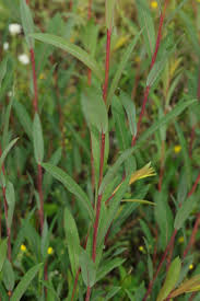 Attēlu rezultāti vaicājumam “Salix purpurea”