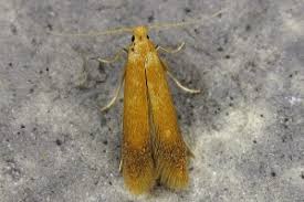 Attēlu rezultāti vaicājumam “Tischeria ekebladella”