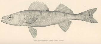 Image result for Sander canadensis