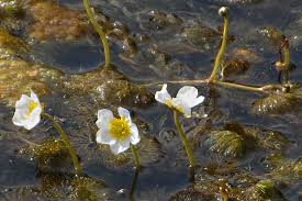 Attēlu rezultāti vaicājumam “Batrachium circinatum”