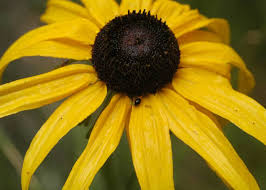 Attēlu rezultāti vaicājumam “Rudbeckia hirta var. pulcherrima flower”