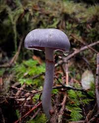 Attēlu rezultāti vaicājumam “Craterocolla cerasi”