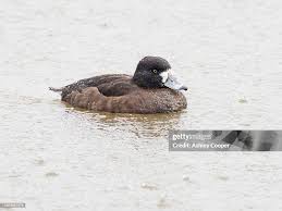 Image result for Aythya fuligula