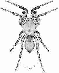 Attēlu rezultāti vaicājumam “Gnaphosidae”