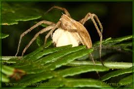 Attēlu rezultāti vaicājumam “Pisaura mirabilis male”