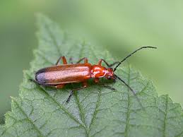 Attēlu rezultāti vaicājumam “Rhagonycha fulva”