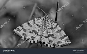 Attēlu rezultāti vaicājumam “Abraxas grossulariata imago”