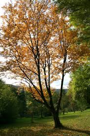 Attēlu rezultāti vaicājumam “Sorbus alnifolia”