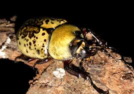 Attēlu rezultāti vaicājumam “Cicindela campestris imago”